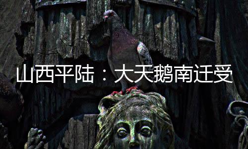 山西平陆：大天鹅南迁受伤掉队 村民精心护理后放飞